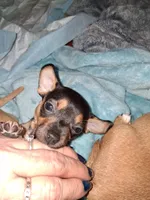 Princess, a  Chihuahua for sale in Collinsville, IL – Photo 2 of 2