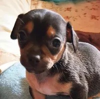 Princess, a  Chihuahua for sale in Collinsville, IL – Photo 1 of 2