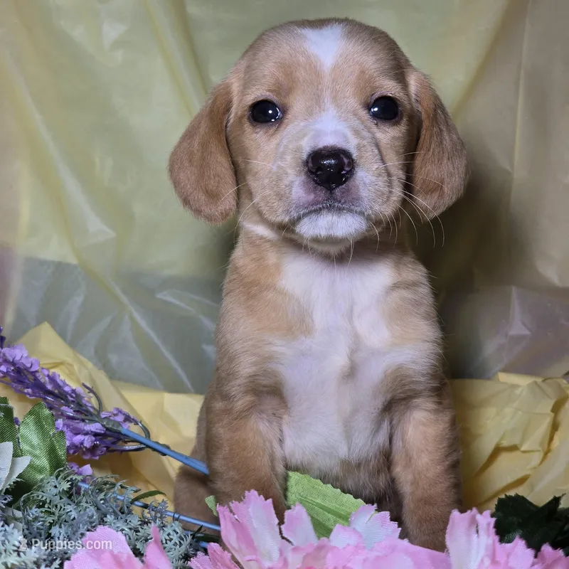 Misty, a female Dachshund and Chihuahua for sale in Collinsville, IL – Photo 1 of 1