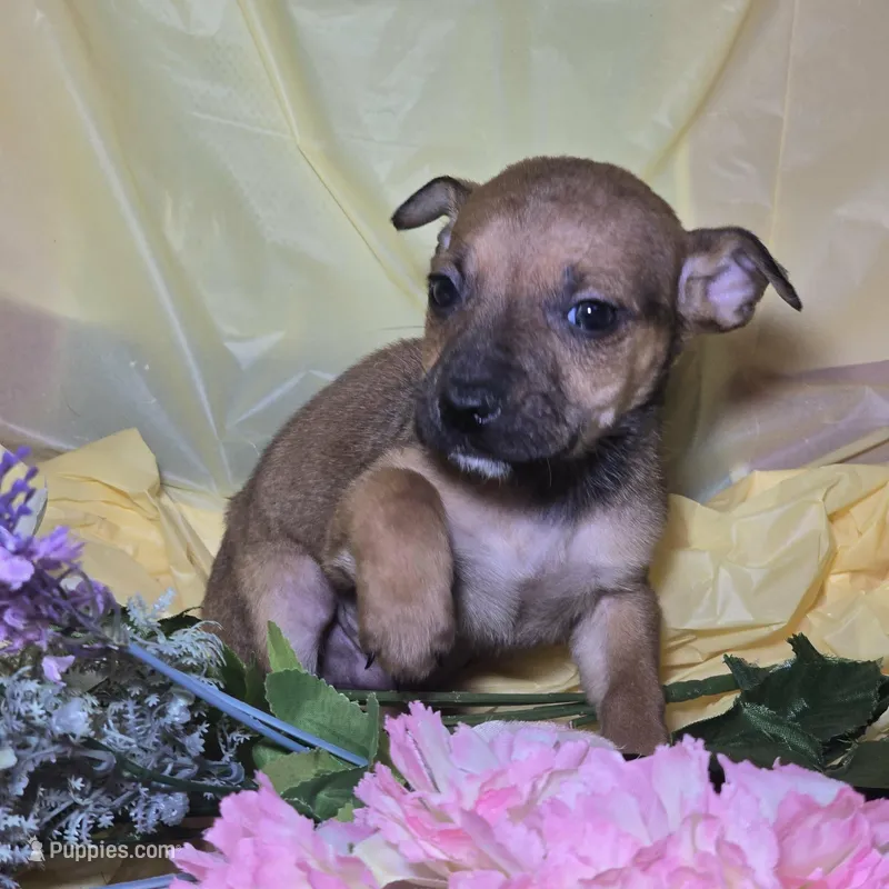 Parker, a male Jack Russell Terrier and Chihuahua for sale in Collinsville, IL – Photo 1 of 2