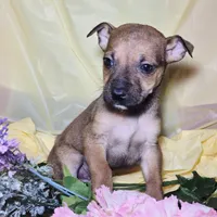 Parker, a male Jack Russell Terrier and Chihuahua for sale in Collinsville, IL – Photo 2 of 2
