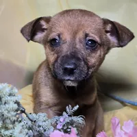 Sue, a male Jack Russell Terrier and Chihuahua for sale in Collinsville, IL – Photo 1 of 3