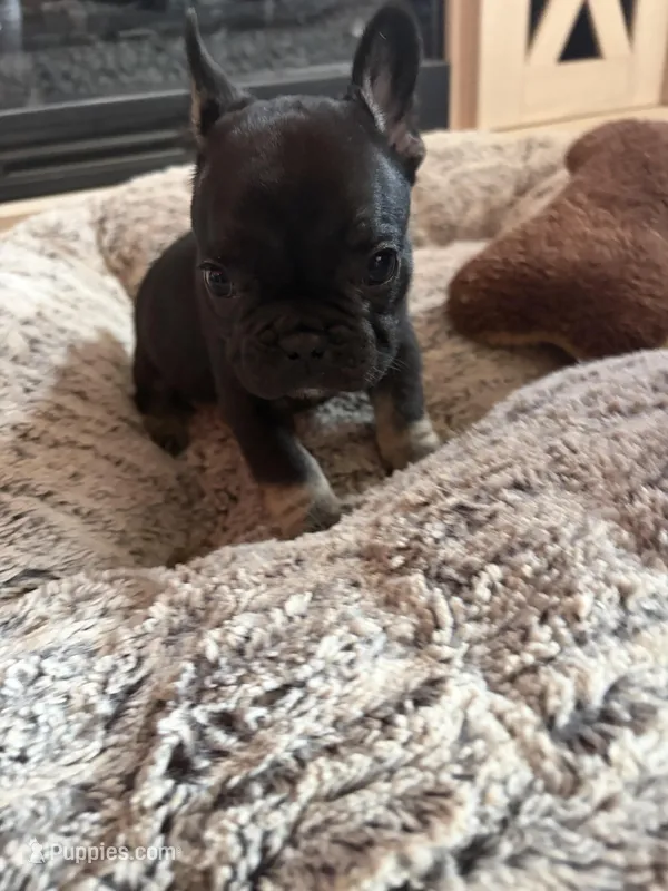 Baby – French Bulldog puppy for sale in Knoxville, TN