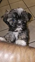 Juno, a male Shih Tzu for sale in Pasadena, TX – 4 of 6