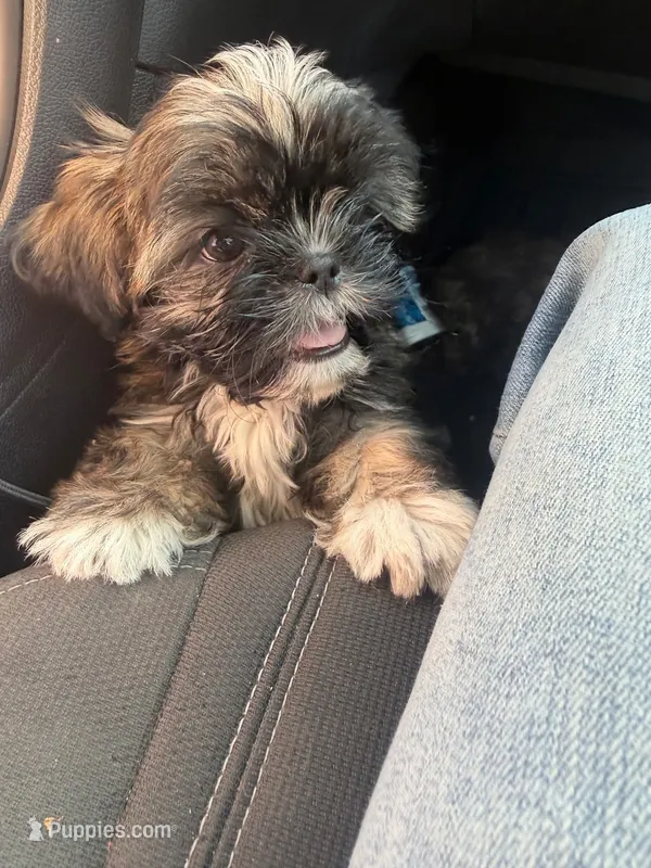 Juno – Shih Tzu puppy for sale in Pasadena, TX