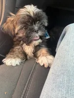 Juno, a male Shih Tzu for sale in Pasadena, TX – 1 of 6