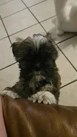 Juno, a male Shih Tzu for sale in Pasadena, TX – 3 of 6