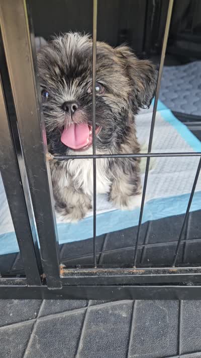 Juno, a male Shih Tzu for sale in Pasadena, TX – 6 of 6