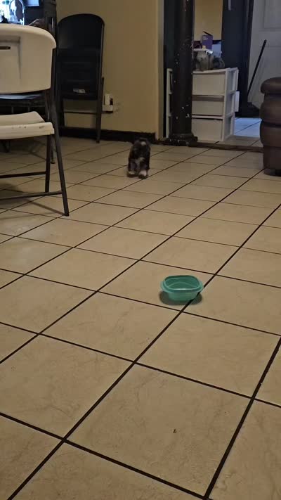 Juno, a male Shih Tzu for sale in Pasadena, TX – 5 of 6