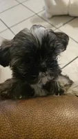 Juno, a male Shih Tzu for sale in Pasadena, TX – 2 of 6