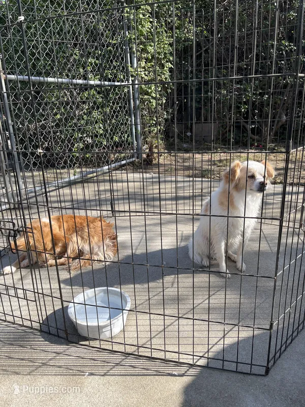 Dog day & Snowball – Chihuahua puppy for sale in San Bernardino, CA