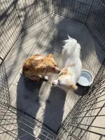 Dog day & Snowball, a male Chihuahua for sale in San Bernardino, CA – Photo 3 of 3
