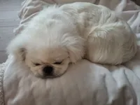 Snickers, a male Pekingese for sale in Miami, FL – 3 of 10