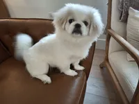Oakley, a female Pekingese for sale in Miami, FL – 5 of 10
