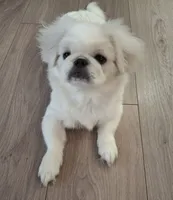 Aspen, a female Pekingese for sale in Miami, FL – 9 of 10