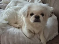 Aspen, a female Pekingese for sale in Miami, FL – 2 of 10