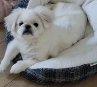 Aspen, a female Pekingese for sale in Miami, FL – 5 of 10