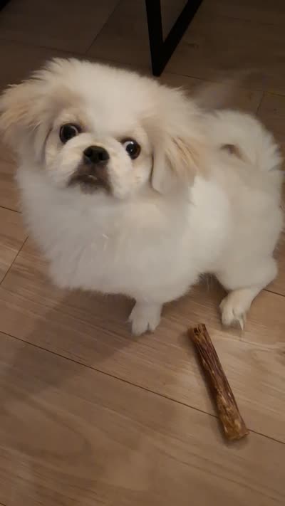 Oakley, a female Pekingese for sale in Miami, FL – 4 of 10