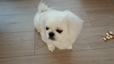 Snickers, a male Pekingese for sale in Miami, FL – 7 of 10