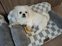 Snickers, a male Pekingese for sale in Miami, FL – 10 of 10