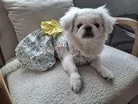 Aspen, a female Pekingese for sale in Miami, FL – 7 of 10