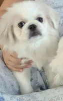 Oakley, a female Pekingese for sale in Miami, FL – 7 of 10