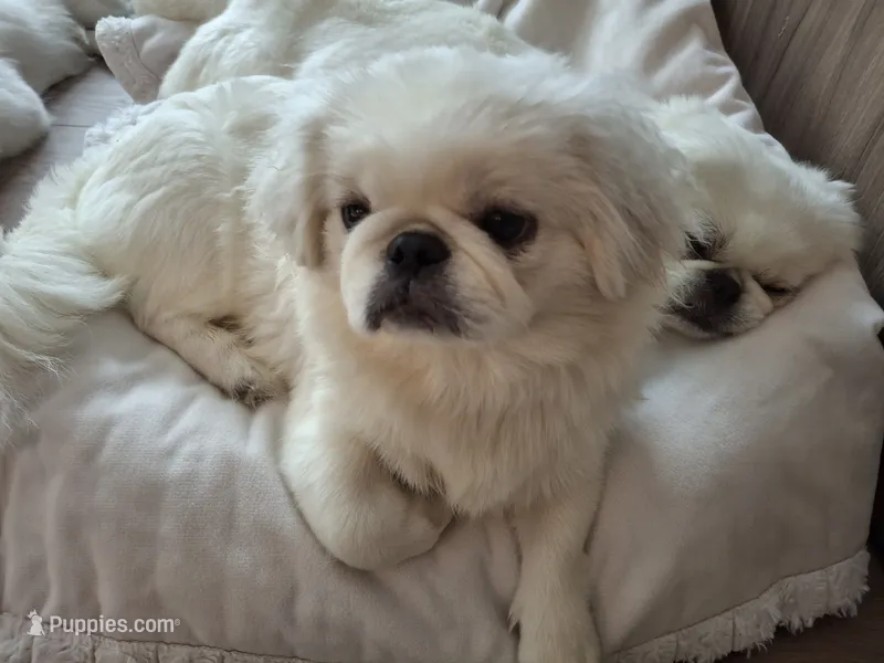 Aspen – Pekingese puppy for sale in Miami, FL