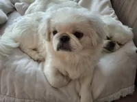 Aspen, a female Pekingese for sale in Miami, FL – 1 of 10