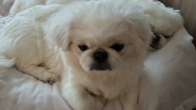 Aspen, a female Pekingese for sale in Miami, FL – 10 of 10