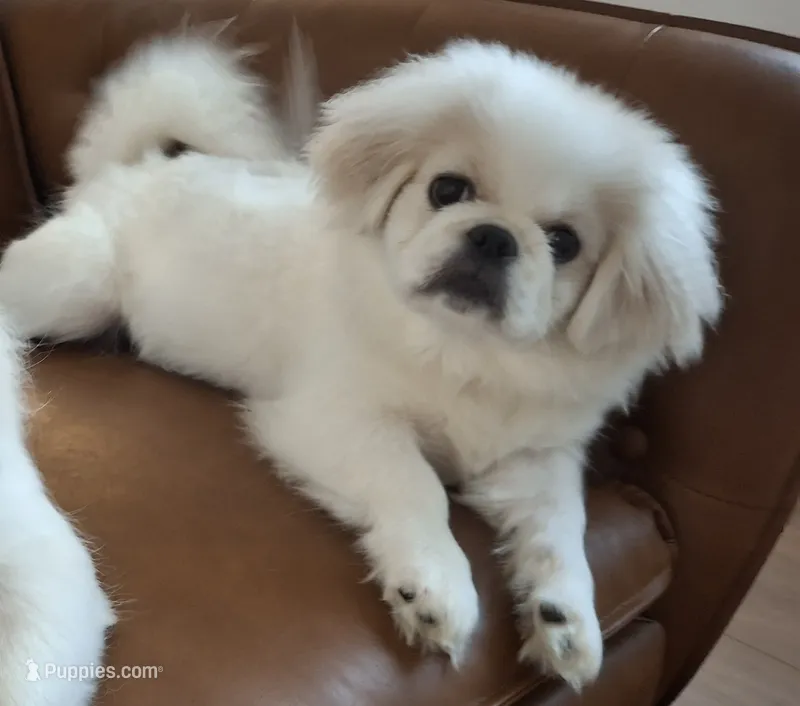 Oakley – Pekingese puppy for sale in Miami, FL