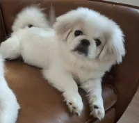 Oakley, a female Pekingese for sale in Miami, FL – 1 of 10