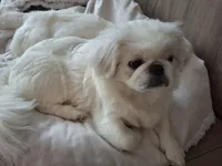 Aspen, a female Pekingese for sale in Miami, FL – 3 of 10