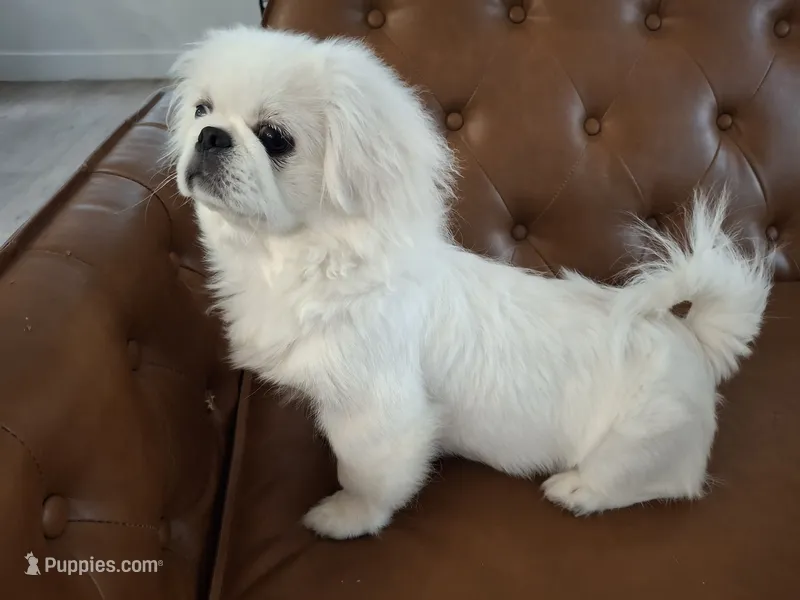 Snickers – Pekingese puppy for sale in Miami, FL