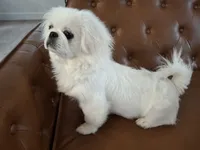 Snickers, a male Pekingese for sale in Miami, FL – 1 of 10