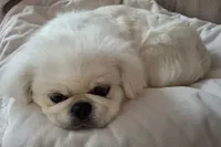 Snickers, a male Pekingese for sale in Miami, FL – 4 of 10
