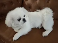 Snickers, a male Pekingese for sale in Miami, FL – 2 of 10