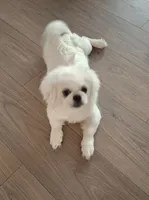 Snickers, a male Pekingese for sale in Miami, FL – 9 of 10