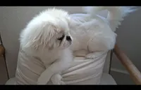 Oakley, a female Pekingese for sale in Miami, FL – 9 of 10