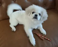 Oakley, a female Pekingese for sale in Miami, FL – 3 of 10
