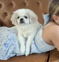 Oakley, a female Pekingese for sale in Miami, FL – 2 of 10