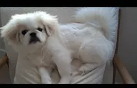 Oakley, a female Pekingese for sale in Miami, FL – 10 of 10
