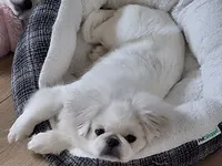 Aspen, a female Pekingese for sale in Miami, FL – 8 of 10