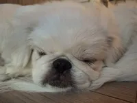 Aspen, a female Pekingese for sale in Miami, FL – 4 of 10