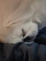 Snickers, a male Pekingese for sale in Miami, FL – 8 of 10