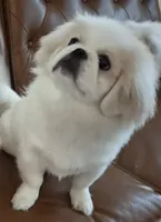 Oakley, a female Pekingese for sale in Miami, FL – 8 of 10