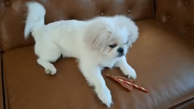 Oakley, a female Pekingese for sale in Miami, FL – 6 of 10