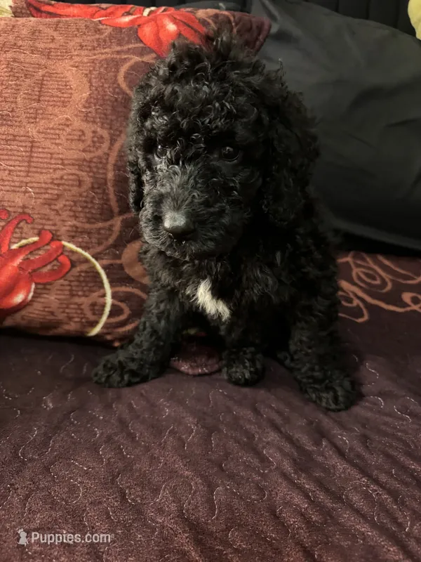 N/A – Poodle - Multi-Colored Standard, Poodle - Standard  puppy for sale in Oklahoma City, OK