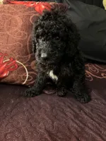N/A, a male Poodle - Multi-Colored Standard and Poodle - Standard  for sale in Oklahoma City, OK – 1 of 2