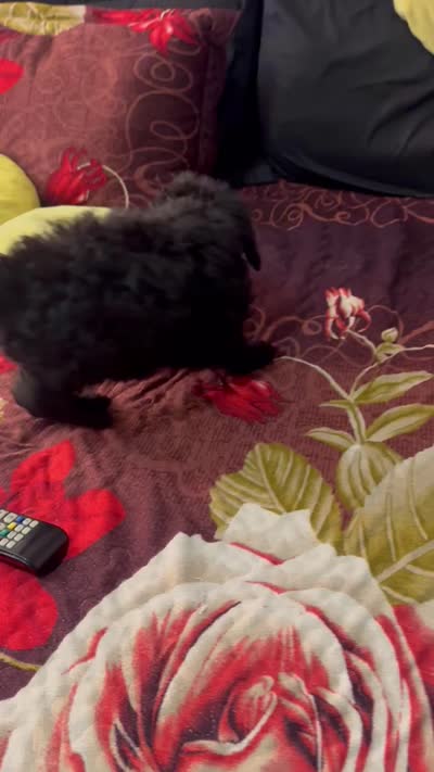 N/A, a male Poodle - Multi-Colored Standard and Poodle - Standard  for sale in Oklahoma City, OK – 2 of 2
