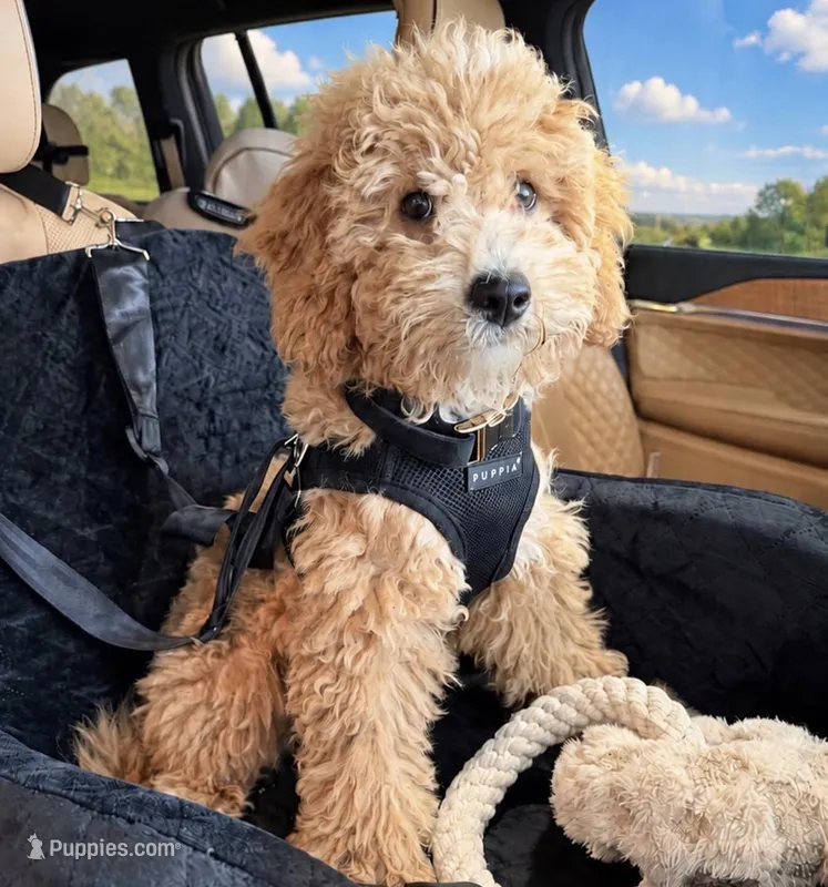 Frankie  – Goldendoodle, Poodle - Miniature  puppy for sale in Indianapolis, IN